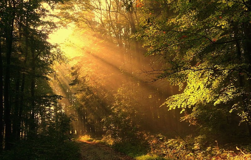 HD-wallpaper-sunlit-path-pretty-forest-sun-sunlight-beautiful-trees-sunlit-path-beauty-nature-road-light